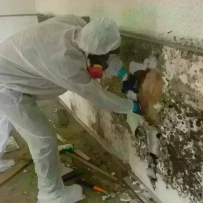 Mold Remediation and Removal in Douglas County, GA